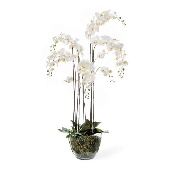 фото Орхидея Фаленопсис белая с мхом, корнями, землей, 150см