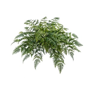 фото Папоротник Athyrium 100 см