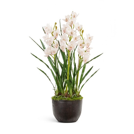 фото Орхидея Цимбидиум куст белый 3 ветки с имитацией земли (без кашпо)