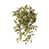 фото Традесканция