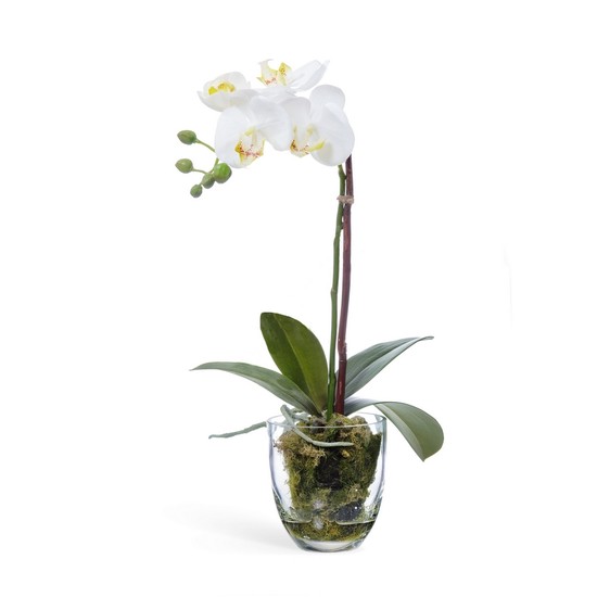 фото Орхидея Фаленопсис белая в стекле 40 см