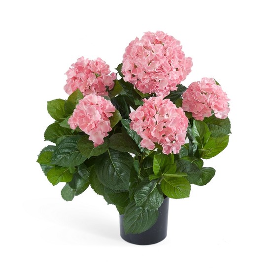 фото Гортензия куст розовый в горшке