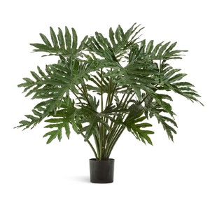 фото Филодендрон Ксанаду куст, 95см