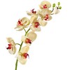 фото Орхидея Фаленопсис Мидл бледно-золотистая с бордо