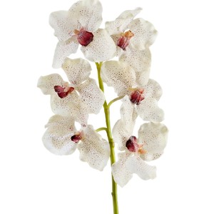 фото Орхидея Ванда крем с крапинами бордо в-57 см, 6цв 12/72