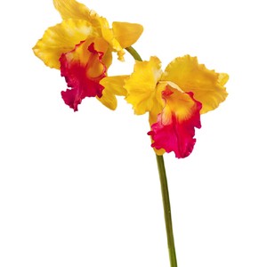 фото Орхидея Каттлея крупная жёлто-розовая в-42 см 2цв (серия MDP) 12/48