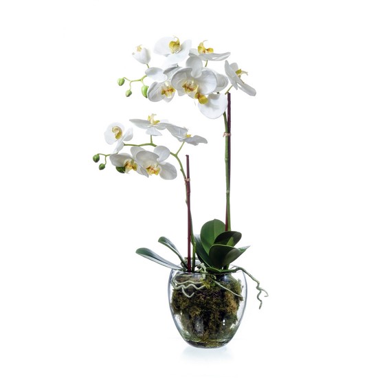 фото Орхидея Фаленопсис белая в стекле 60см