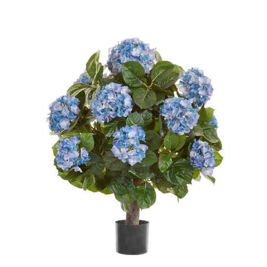 фото Гортензия тёмно-голубая куст Макси в-70, д-50 см  в горшке 2/2